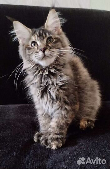 Мейн кун полидакт