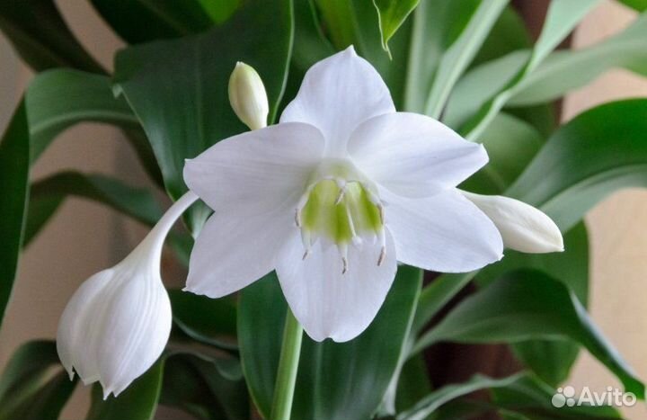 Эухарис амазонская лилия луковицы