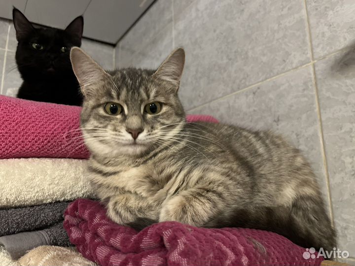 Серый котенок девочка 6 месяцев