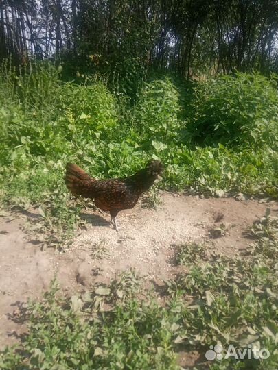 Петух и Курочка Падуан