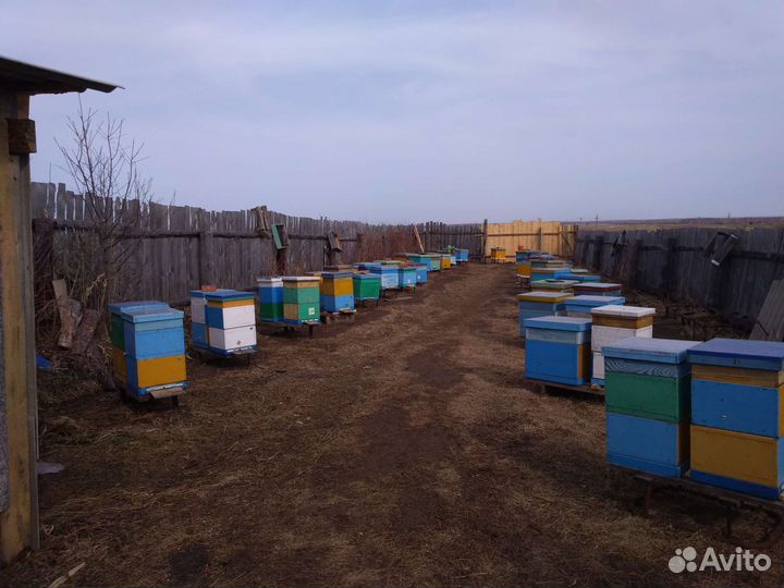 Пчелосемьи на высадку