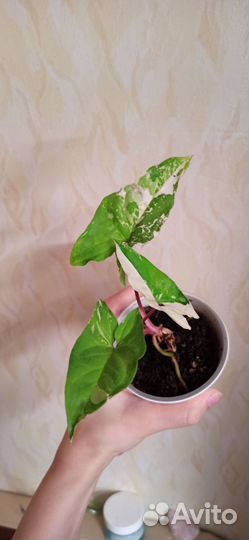 Комнатные растения