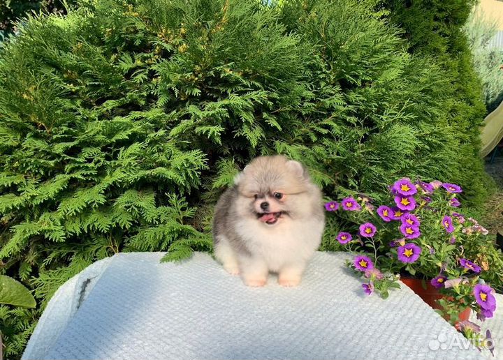 Померанский шпиц мини