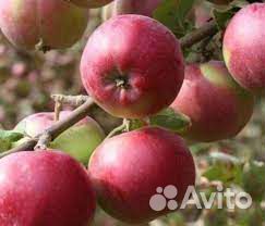 Продажа саженцев