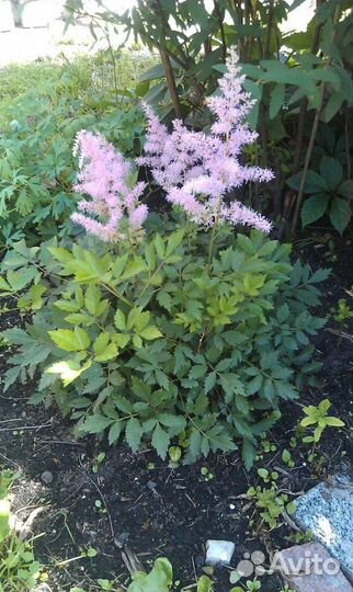 Тиарелла, гейхера, астильба, астранция