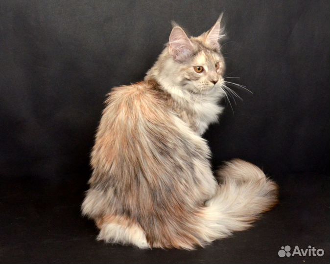 Мейн-кун кошечка