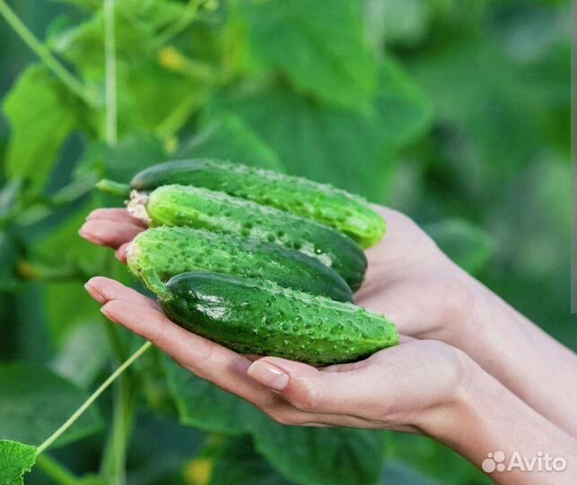 Огурцы домашние