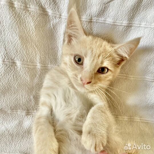 Котенок рыжий