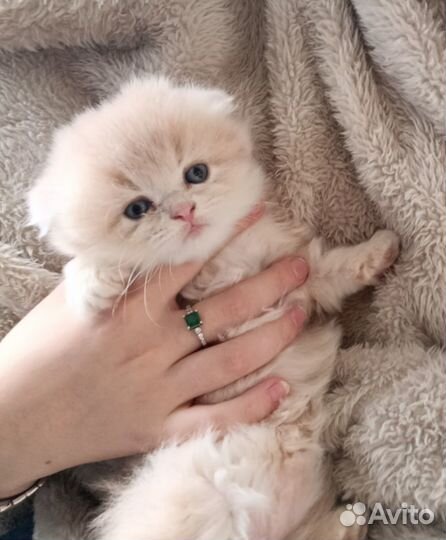Котики