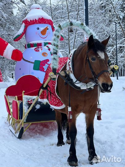 Конные прогулки