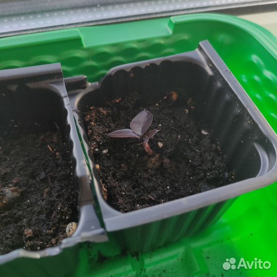 Замиокулькас супер нова