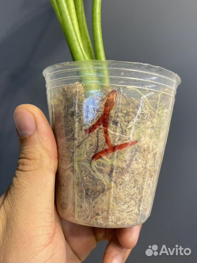 Алоказия синуата