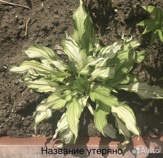 Хоста среднего размера