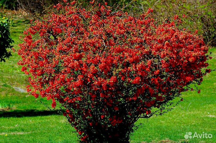 Айва Японская Хеномелес саженцы