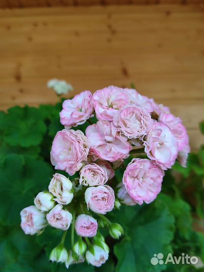 Пеларгония герань