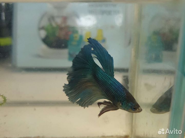 Аквариумные рыбы Петрушки и Курочки