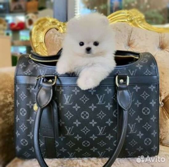 Микро и Мини Мишки