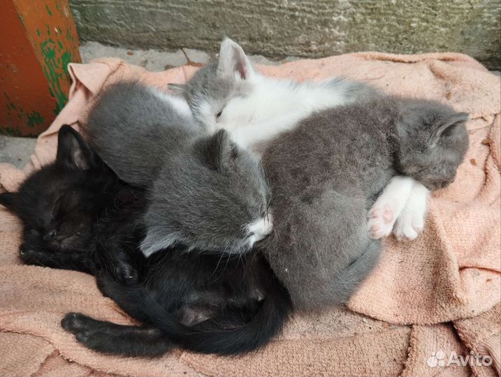 Котята Бесплатно