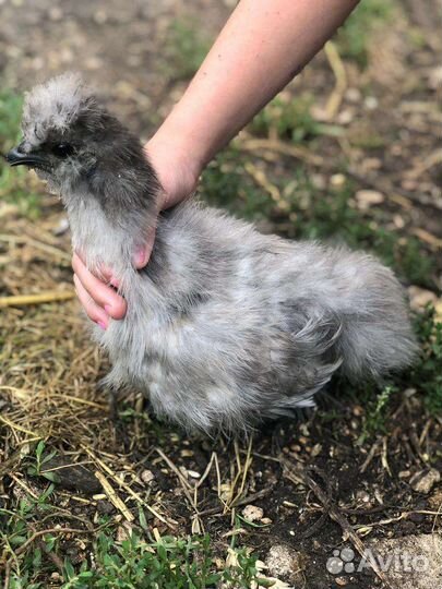 Шёлковые Китайские цыплята