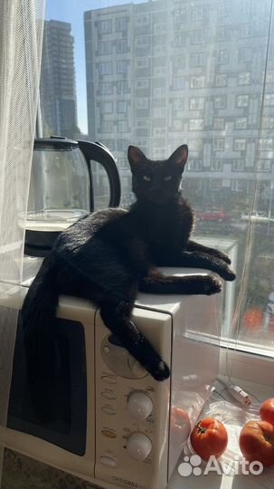 Кошка самая добрая
