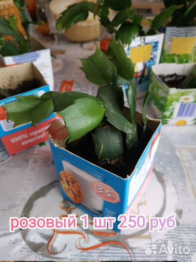 Молодые декабристы