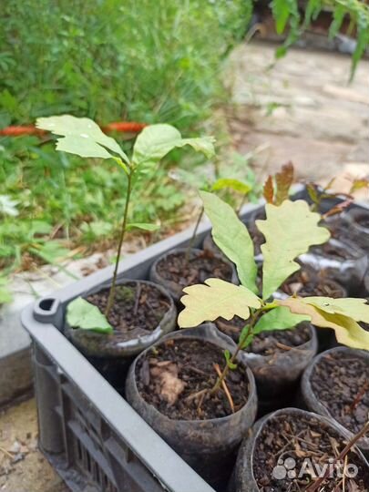 Дуб - красавец, саженцы годовалые