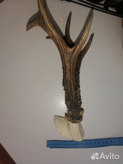 Продам рога