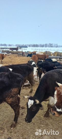 Продажа крс