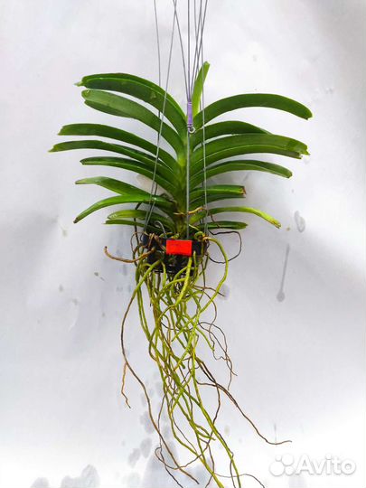 Орхидея. Ванда - Van. Roll All red