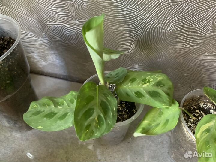 Комнатные растения цветы