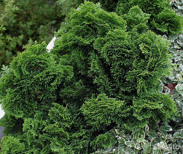 Кипарис, кипарисовик, разные виды, семена