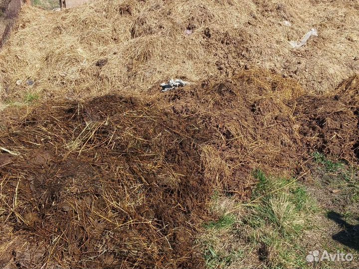 Навоз из корова