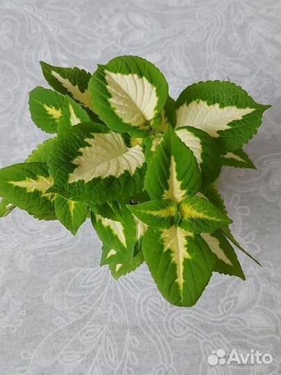 Колеус Визард 