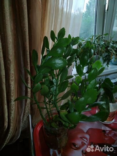 Алоэ, каланхоэ, декабрист, роза