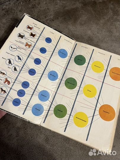 Зоология 6/7 класс, учебник СССР