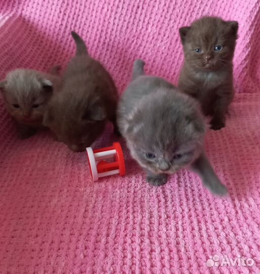 Шотландские вислоухие котята