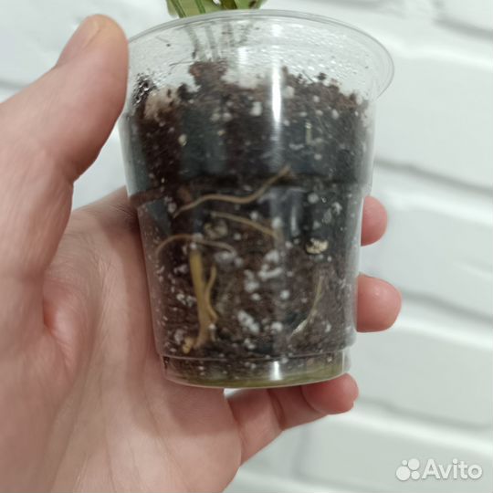 Сингониум ред спот триколор