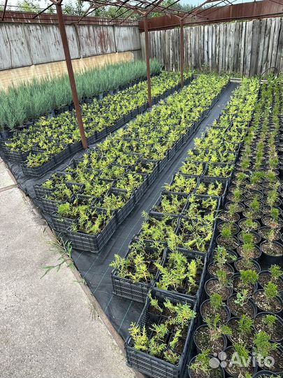 Туи брабант рассада