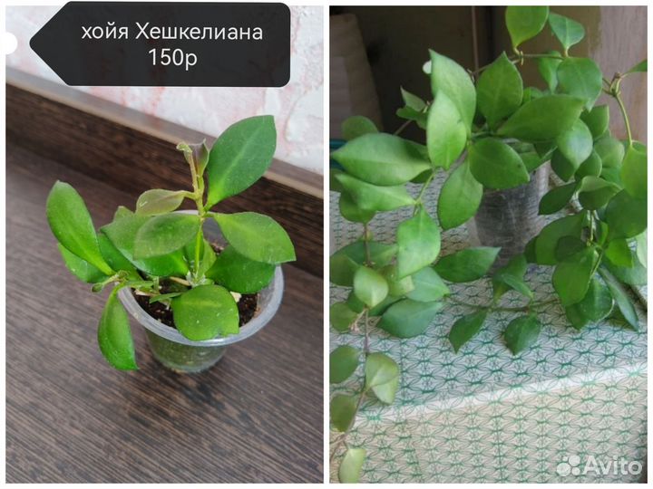 Хойи и липессум боливийский