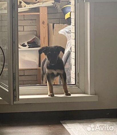 Щенок мальчик