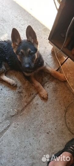 Немецкая овчарка в добрые руки