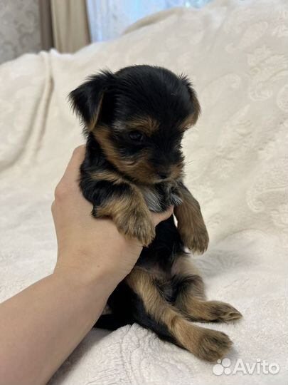 Йоркширский терьер щенки