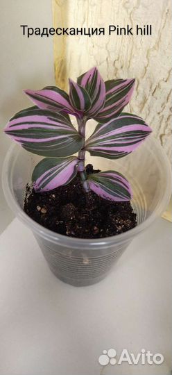 Традесканция