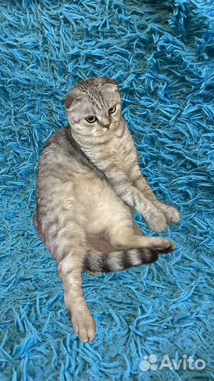 Шотландская