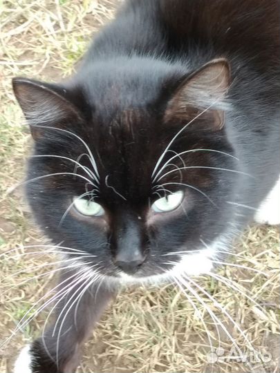 Кот бесплатно