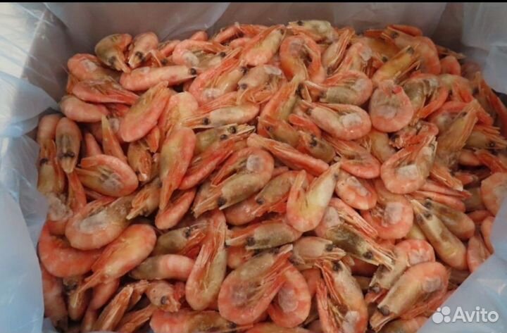 Креветка северная 70+