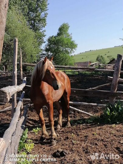 Лошадь жеребец