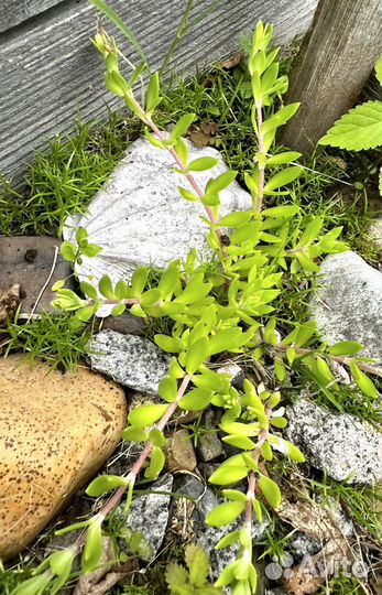 Очитки садовые