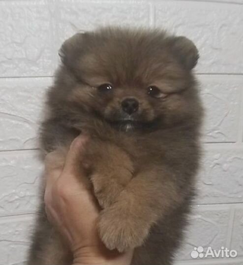 Толстолапый пушистик