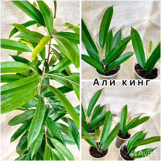 Фикус Али, Али Голд, Али Грин Голд, Али кинг